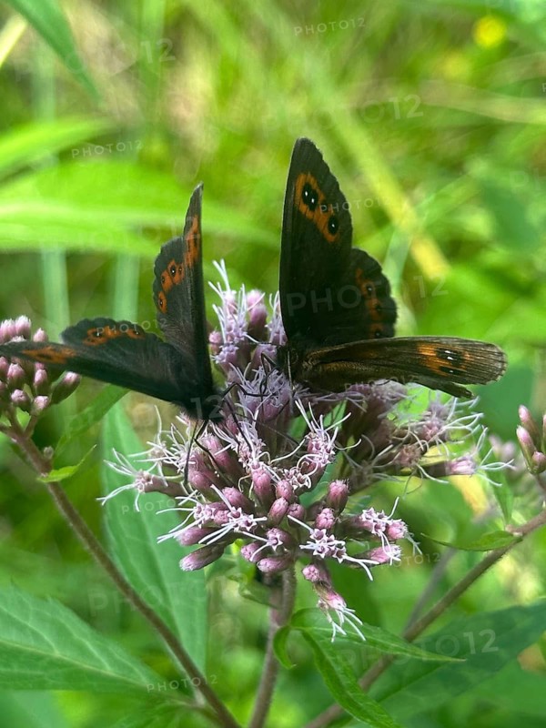 Grey-banded Erbie (Erebia aethiops), two butterflies perched on hemp agrimony (Eupatorium cannabinum), Upper Bavaria, Bavaria, Germany