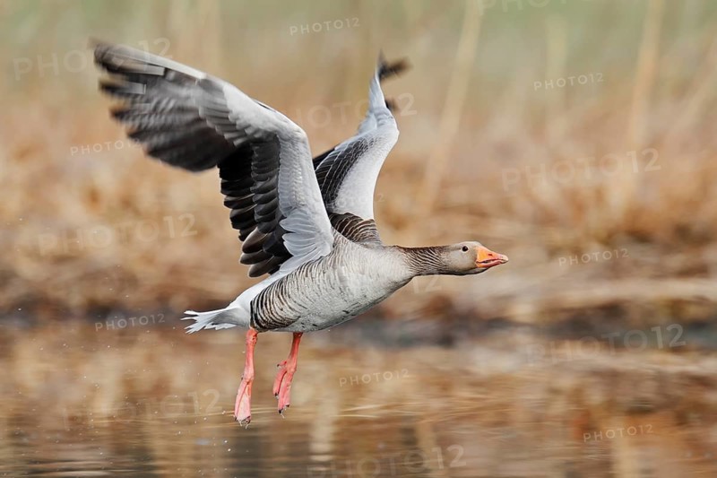 Greylag goose (Anser anser), flying, North Rhine-Westphalia, Germany