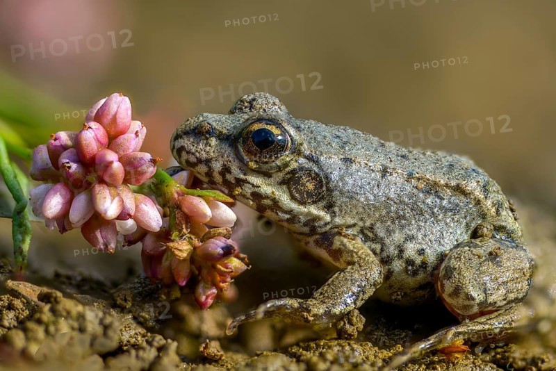 Common frog, common frog, rana temporaria, amphibians, amphibians, frog, frogs, young animal, juvenile, amphibians
