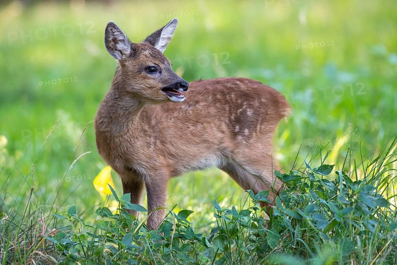 Roe deer, fawn (Capreolus capreolus), Vechta, Lower Saxony, Germany