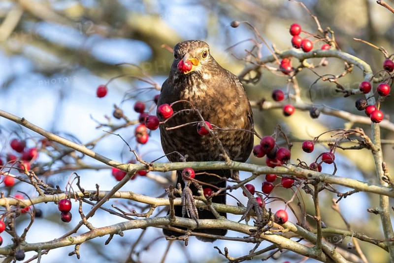 Blackbird (Turdus merula) female, eating berries from a tree in the UK