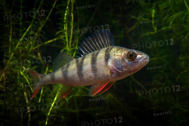 Perch, river bass, perca fluviatilis, perch, predatory fish, fishes, leo, pisces