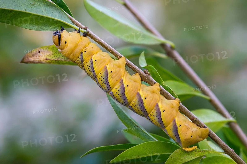 Acherontia Atropos, Death's-Head Hawkmoth, Greater Death's Head Hawkmoth, Sphingidae, Skull Swarmers, Inchworm, Insects, Moths, Moths, Moths, Caterpillar, Butterflies, Swarmers