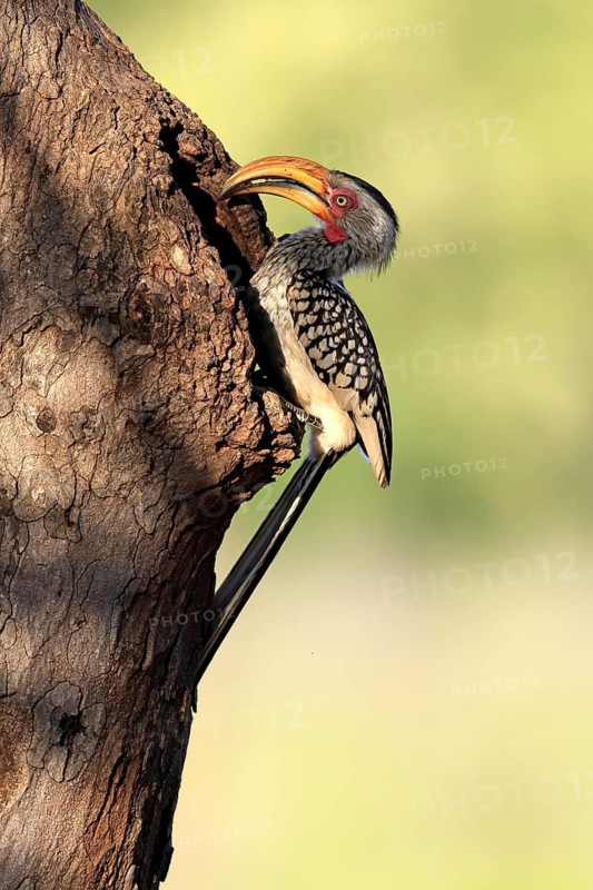 Red-ringed Hornbill (Tockus leucomelas), Southern Yellow-billed Hornbill, adult, male, at a nesting cavity, in a tree, Kruger National Park, South Africa
