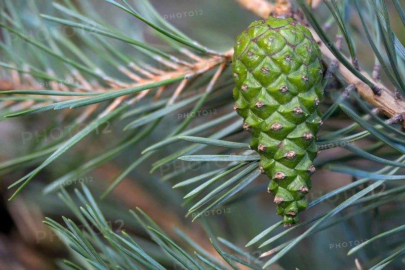 Baltic pine, Brandenburg, Germany, forche, common pine, pine family, Nabu, Nabu project, national natural heritage, natural paradise Grünhaus, pinaceae, pinus sylvestris, red pine, scots pine, forest pine, woodland pine, white pine, tree, post-mining landscape, trees, flora, greenhouse, pine, plants, plants, trees, plants, trees, plants, trees, plants, trees, plants, trees, plants, trees, plants, trees, plants, trees, plants, trees, plants, trees, plants, trees, trees, greenhouse, pine, plants, trees, plants, trees, plants, trees, plants, trees, plants, trees, plants, trees, trees, greenhouse, pine, plants, trees, plants, trees, plants, trees, plants, trees, plants, trees, plants, trees, plants, trees, plants, trees, plants