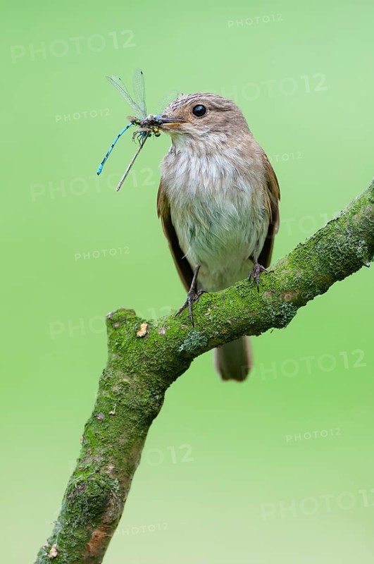 Grey Flycatcher (Muscicapa striata) with its prey, Oldenburger Münsterland, Goldenstedt, Lower Saxony, Germany