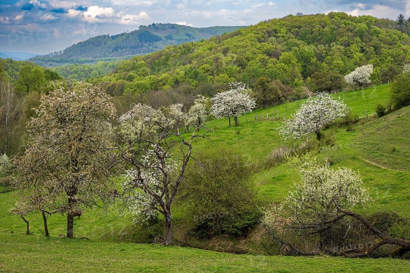 Blooming cherry trees in Rühler Switzerland, Golmbach, Lower Saxony, Germany