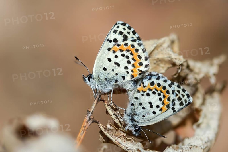 Chequered blue, moth blue, scolitantides orion, butterfly, insects, copula, mating, butterflies, butterflies