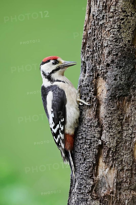 Great spotted woodpecker (Dendrocopos major, Picoides major), young bird, North Rhine-Westphalia, Germany