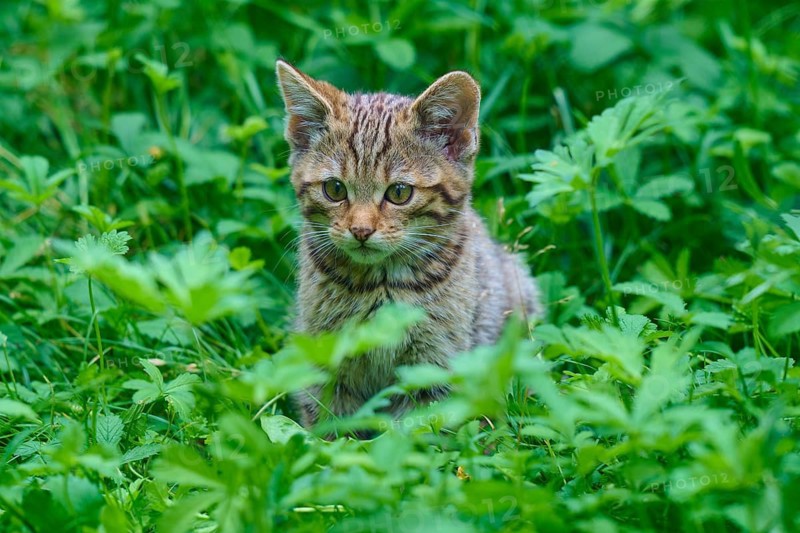 A small striped kitten sits curiously in the thick green grass, surrounded by fresh vegetation, young European wildcat (Felis silvestris), Hesse, Germany