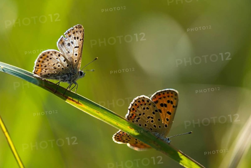 Brown moth, Lycaena tityrus, sulfur bird, sooty purple-edged copper, birds, butterfly, insects, butterfly, butterflies, butterflies