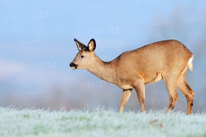 European roe deer (Capreolus capreolus), doe standing in a meadow with hoarfrost, Lower Saxony, Germany