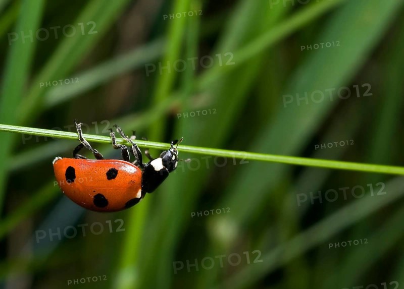 Animals, insects, ladybirds, seven-spotted ladybirds
