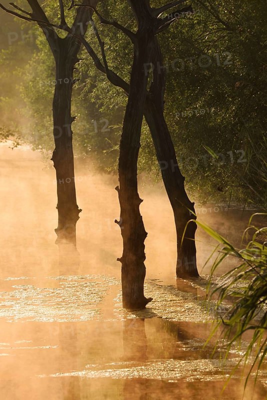 Dead trees in water at sunrise, North Rhine-Westphalia, Germany