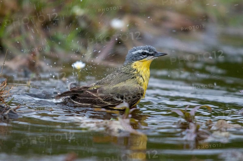 Motacilla Flava, Sheeptail, Western Yellow Wagtail, Meadowtail, Yellow Wagtail, Bath, Birds, Male, Male, Passeri, Songbirds, Birds