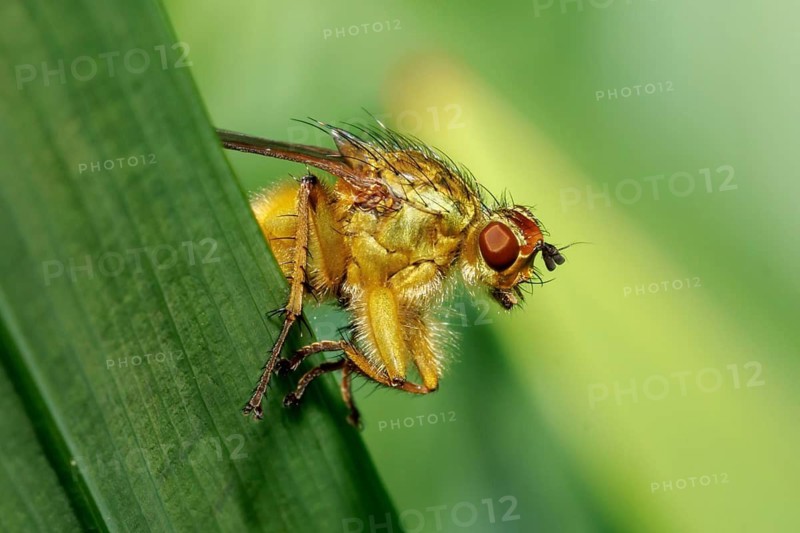 Yellow dung fly (Scathophaga stercoraria) with bright red eyes resting on a green leaf in England, UK