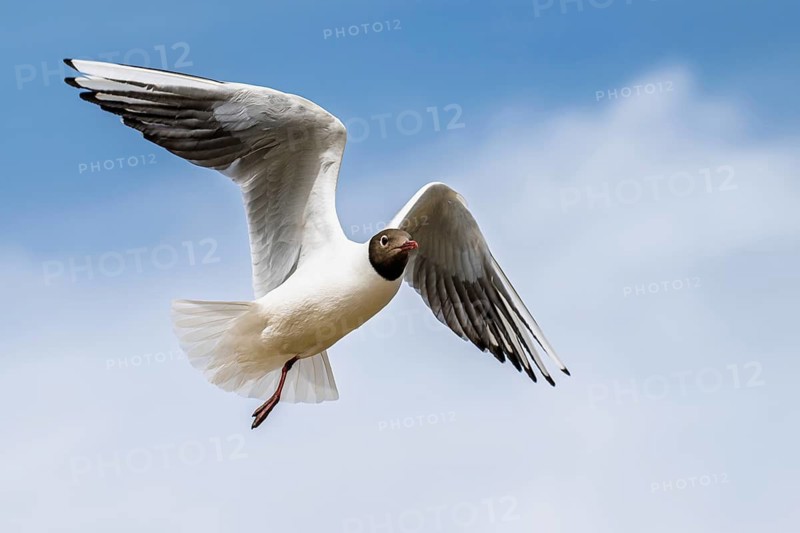 Black-headed Gull, Chroicocephalus ridibundus, bird in flight, England, United Kingdom
