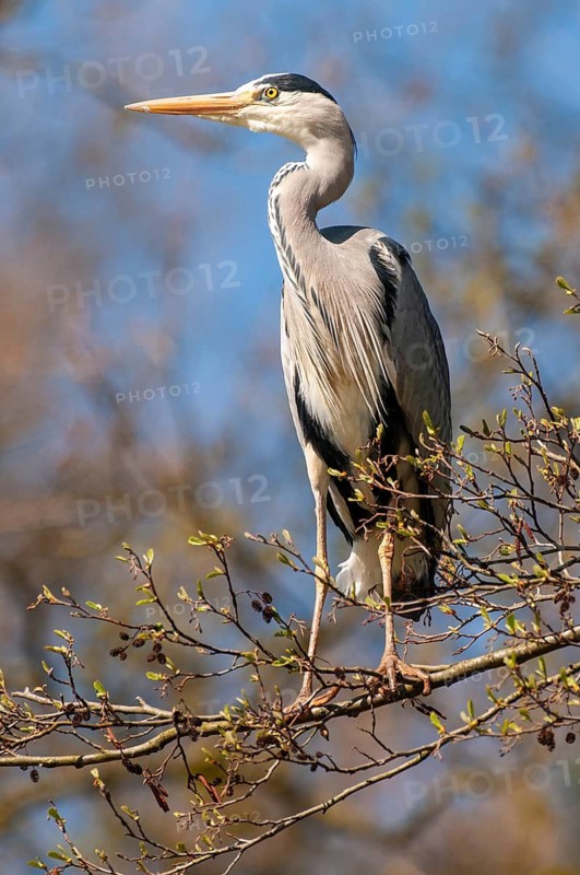 Grey heron (Ardea cinerea) in a tree, Oldenburg Münsterland, Vechta, Lower Saxony, Germany