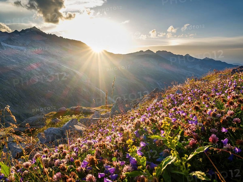 Mountain flowers in backlight, behind Schlieferspitze, Venice Group, Hohe Tauern National Park, Province of Salzburg, Austria