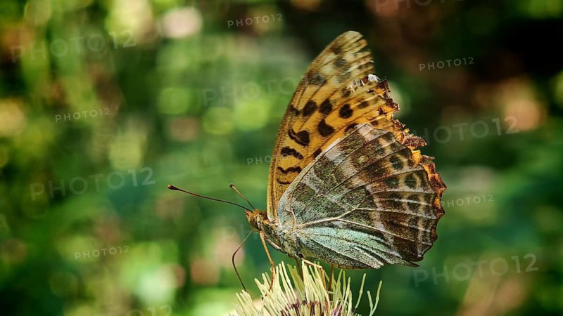 Butterfly, Emperor (Argynnis paphia), close-up of its brownish wings on a flower against a green background, Obermaintal, Upper Franconia