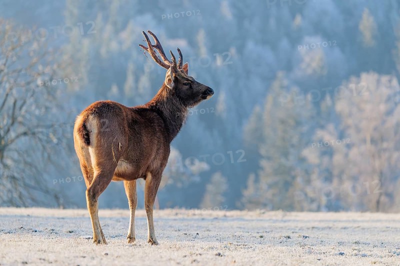 A Sambar stag (Rusa unicolor), stands in a frosted meadow in early morning light. Indian subcontinent, South China and Southeast Asia
