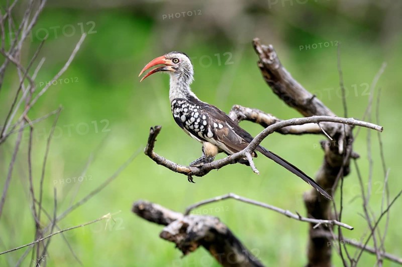 Mopanetoko (Tockus rufirostris), Southern Red-billed Hornbill, adult, perched, alert, Kruger National Park, South Africa