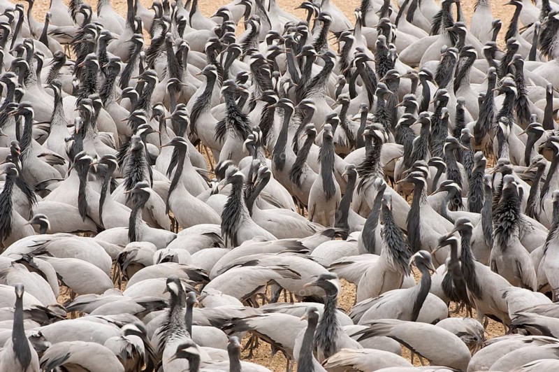 Maiden cranes at the feeding ground in the village of Kheechan, West Indian Desert, India. Demoiselleon the Feeding Field in the Village of Kheechan, Westindian Desert