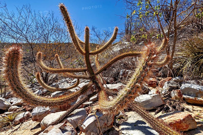 Tangled cacti stretch across rocky terrain in a sun-drenched desert landscape, cacti of the genus Xique-Xique in the Caatinga in Brazil (Pilosocereus gounellei)
