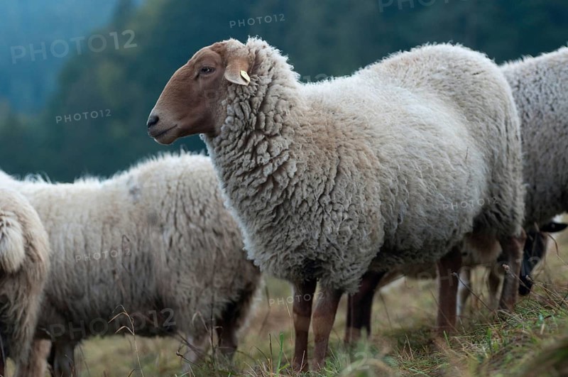 Artiodactyla, Coburg fox sheep, domestic sheep, even-toed ungulate, domestic sheep, Ovis Gmelini aries sspec.4, cloven-hoofed, domesticated animals, extensive grazing, pet, mammals, sheep, sheep, mammals, wild pastures