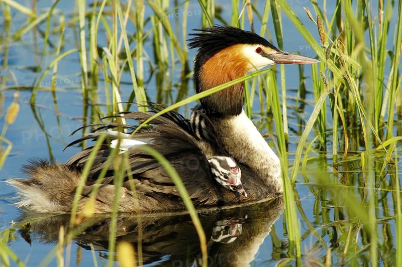 Animals, grebes, Great Crested Grebe, Podiceps christatus, with chicks, young bird, Germany