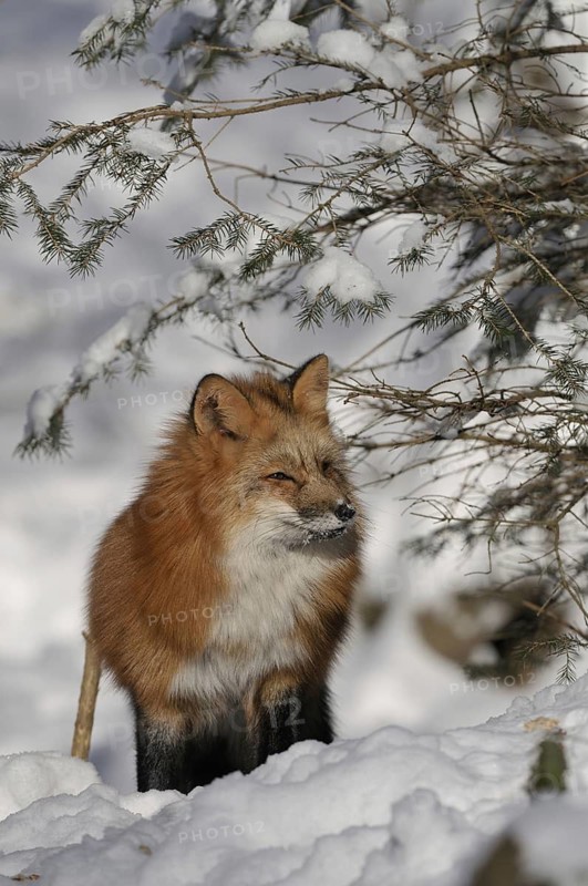 Red fox looking for food in the snow, Sauerland North Rhine-Westphalia, January 2009