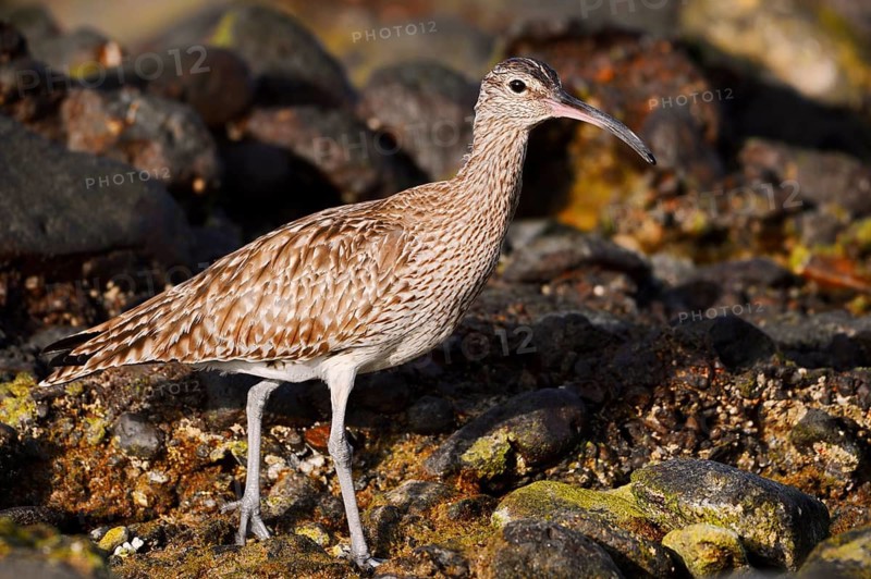 Whimbrel (Numenius phaeopus), Fuerteventura, Canary Islands, Spain