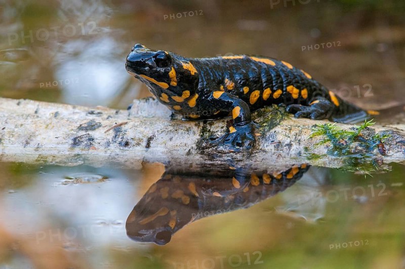 Fire salamander, salamandra salamandra, amphibians, amphibians, caudata, amphibians, amphibians, amphibians, mirror, tail amphibians, mirror image