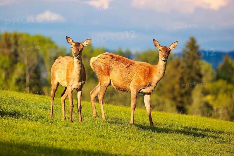 On a sunny morning, two female red deer (Cervus elaphus) stand in a meadow on hilly terrain at the edge of the forest. Bavaria, Germany