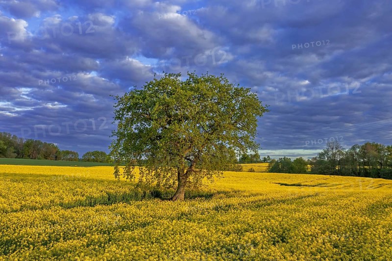 Solitary common oak, pedunculate oak, English oak (Quercus robur) tree in yellow flowering rape, rapeseed field in spring