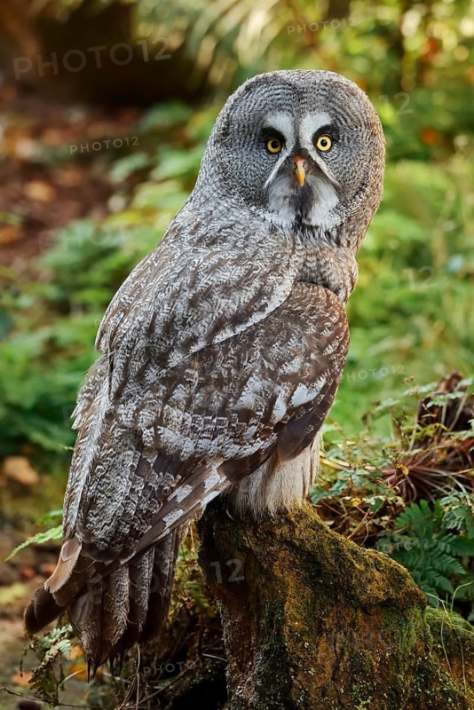 A great grey owl (Strix nebulosa) perched on a tree stump, Sweden