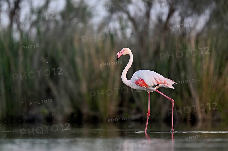 A greater flamingo (Phoenicopterus roseus), standing in the water, Camargue Regional Nature Park, southern France, France