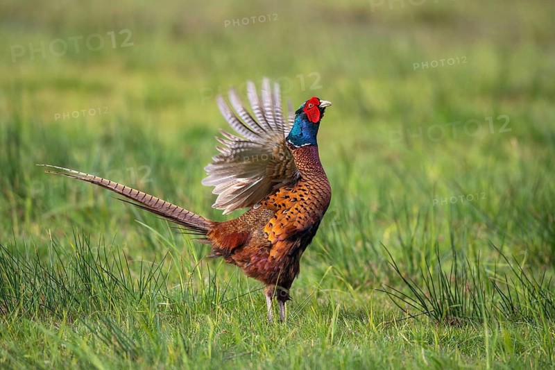 Courting pheasant (Common Pheasant), Dümmer, Lembruch, Lower Saxony, Germany