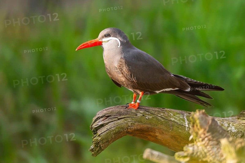 Inca tern (Larosterna inca) sitting on a branch, captive, distribution south america