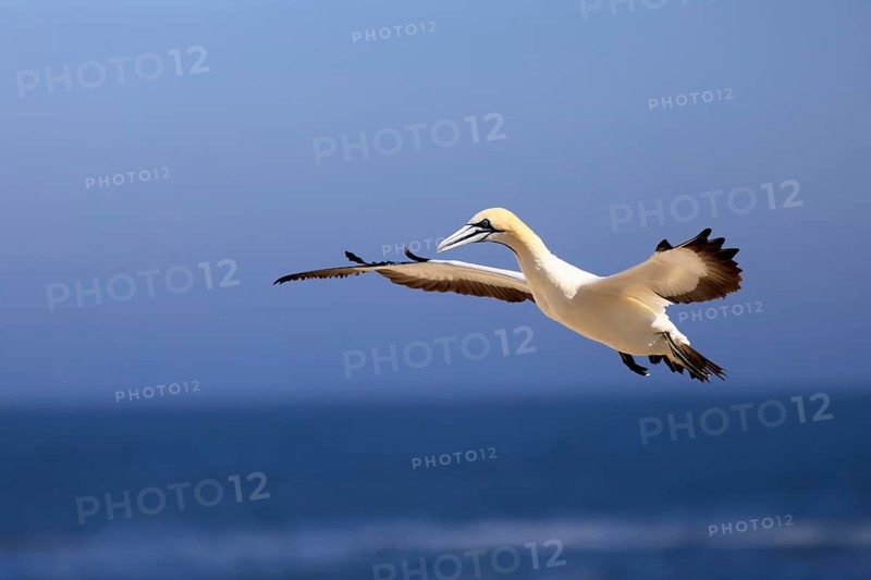 Cape Gannet (Morus capensis), adult, in flight, Lamberts Bay, Western Cape, South Africa