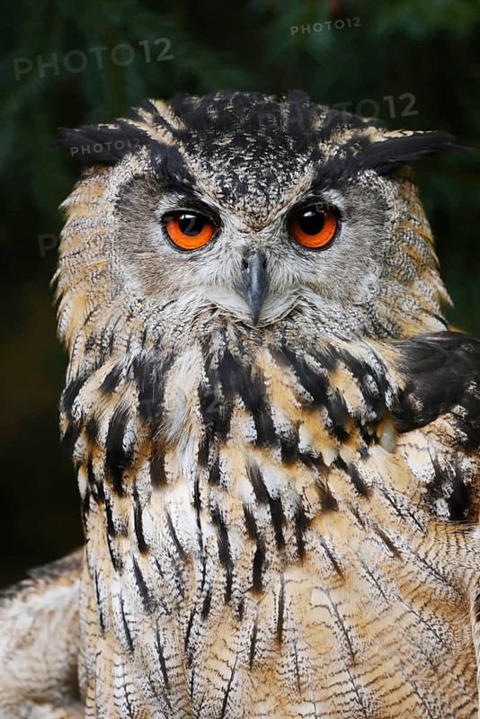 European eagle owl (Bubo bubo), portrait, North Rhine-Westphalia, Germany
