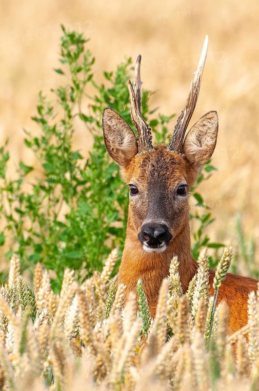Roe deer (Capreolus capreolus) in a cereal field, close-up, Vechta, Lower Saxony, Germany
