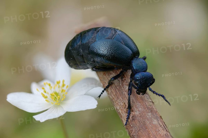 Anemone nemorosa, blue mayworm, bush anemone, buttercup, mayworm, meloe cf violaceus, meloid beetle, ranunculaceae, purple oil beetle, beetle, coleoptera, flora, insects, beetles, oil beetle, plants, plants, thimbleweed, windflower, wood anemone, wood anemone, oil beetle