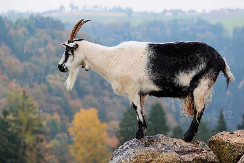 A peacock goat (Capra aegagrus f. hircus) stands on a rock on a hazy sunny morning. In the background, a forest can be seen in the distance. Austria