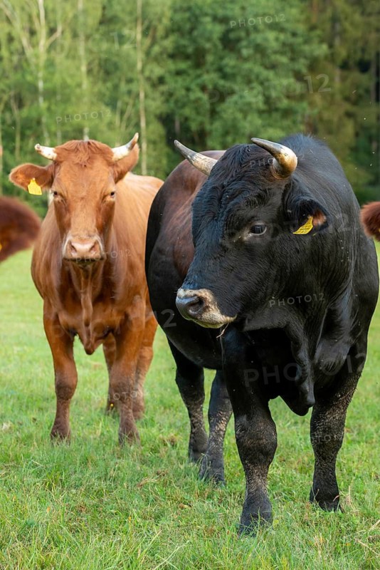 Artiodactyla, Bavaria, Bos Taurus sspec.5, cattle, even-toed ungulate, high-altitude cattle, Upper Palatinate, cloven-hoofed cattle, Tirschenreuth, Waldnaab, Waldnaabaue, wild willows Waldnaabaue, domesticated animals, extensive grazing, pet, high size, portrait format, mammals, cattle, mammals