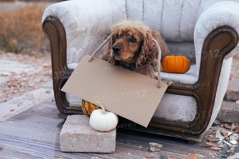 A cheerful dog sits comfortably on a vintage sofa, holding a blank sign with a rope. The cozy atmosphere is enhanced by the presence of small pumpkins and gourds scattered nearby, highlighting the autumn season. Copy space and mock up for text