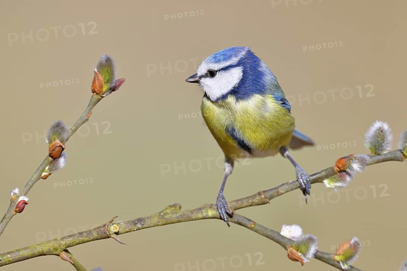 Blue Tit (Parus caeruleus), perched on a twig of a goat willow (Salix caprea), with catkins, spring, wildlife, animals, tit family, songbird, birds, Wilnsdorf, North Rhine-Westphalia, Germany