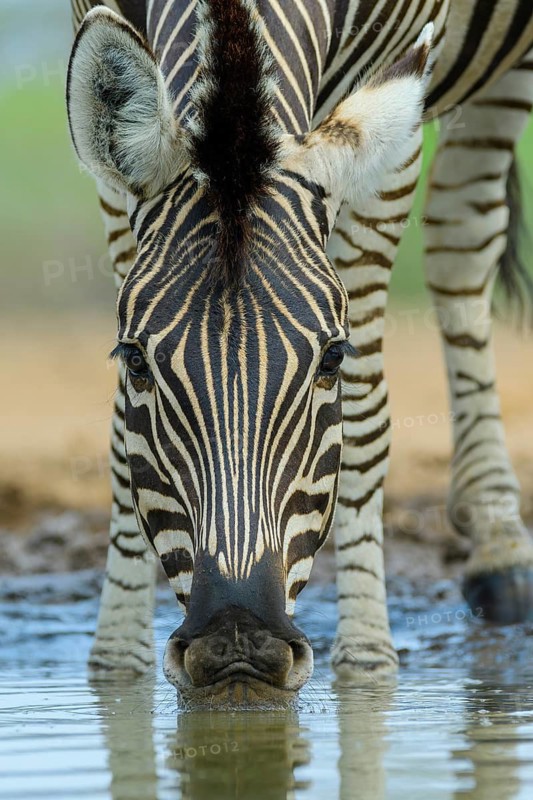 Burchell's zebra, (Equus quagga burchellii), drinking at a watering hole, Mashatu Game Reserve, Botswana