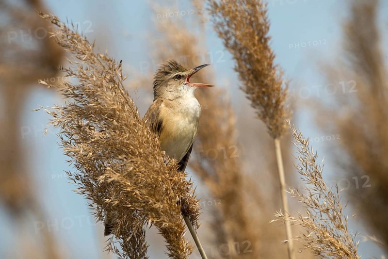 Acrocephalus Arundinaceus, Brandenburg, Germany, throttle warbler, Great Reed Warbler, Nabu, Nabu project, national natural heritage, natural paradise Grünhaus, post-mining landscape, birds, call, song, green house, passeri, singing, songbirds, birds, warbler