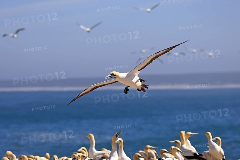 Cape Gannet (Morus capensis), adult, in flight, Lamberts Bay, Western Cape, South Africa